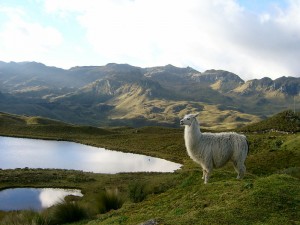 cajas